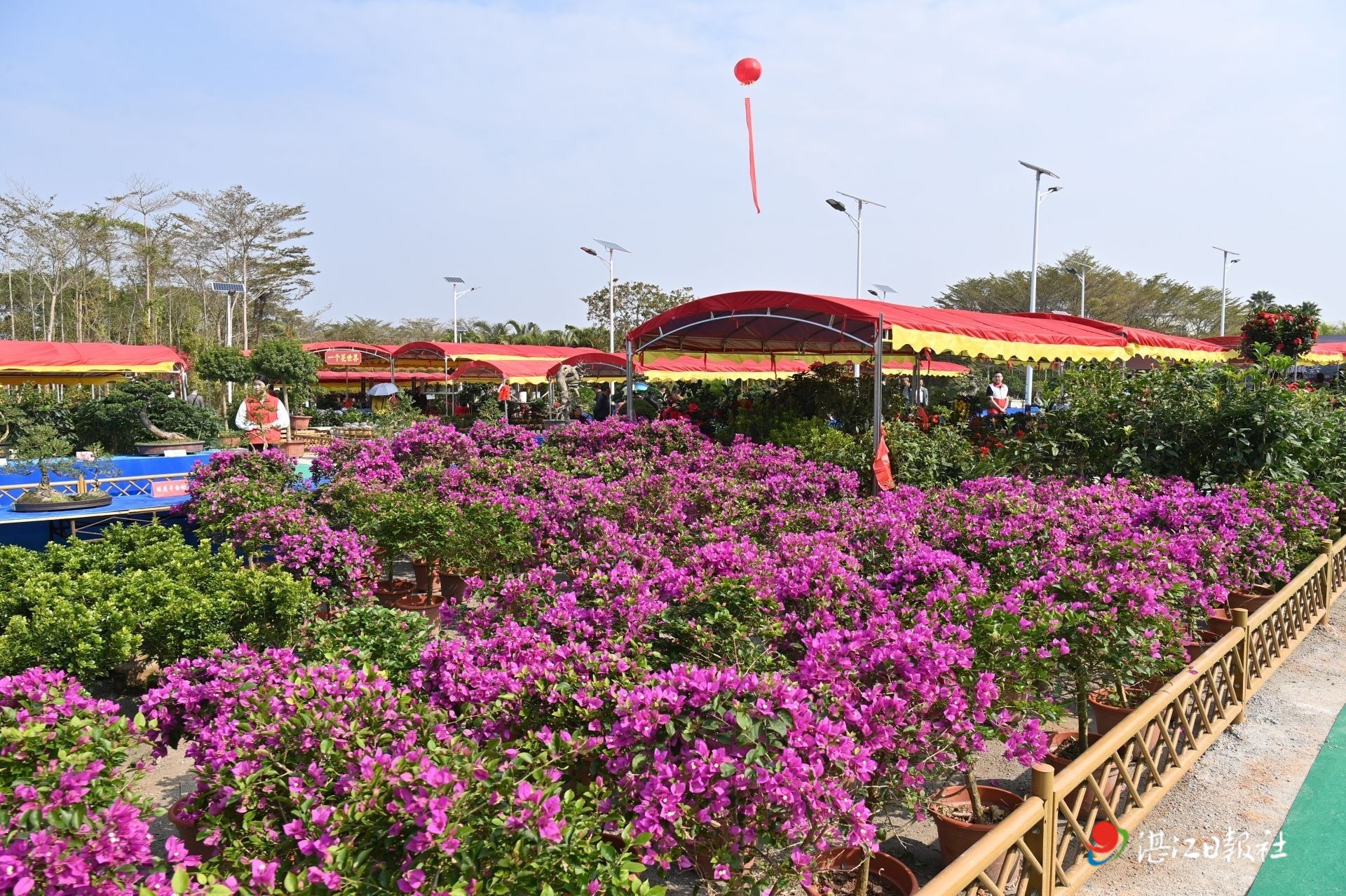 新屋仔村:“一朵花”开出亿元财富