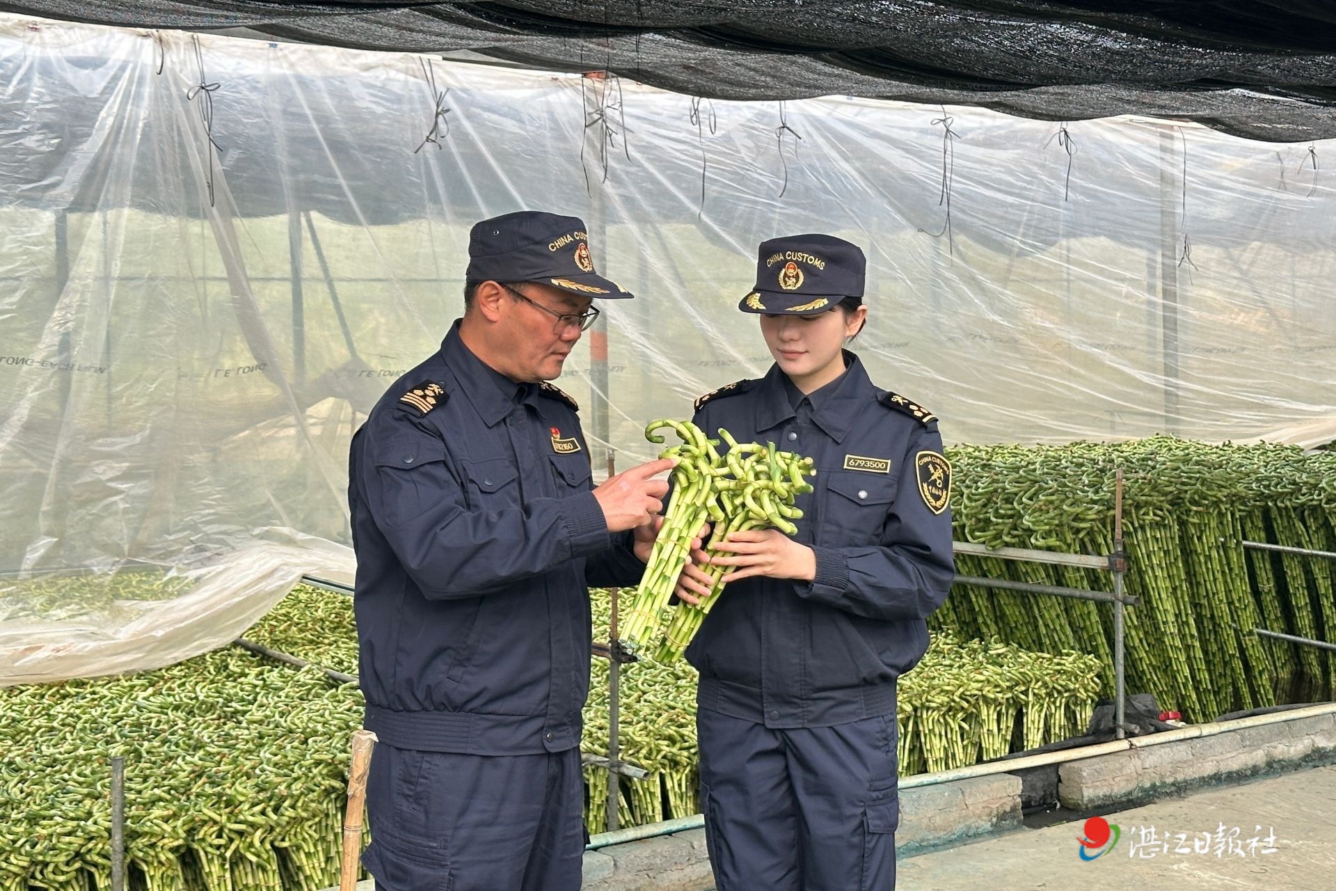 特色花卉抢抓节日契机出口海外