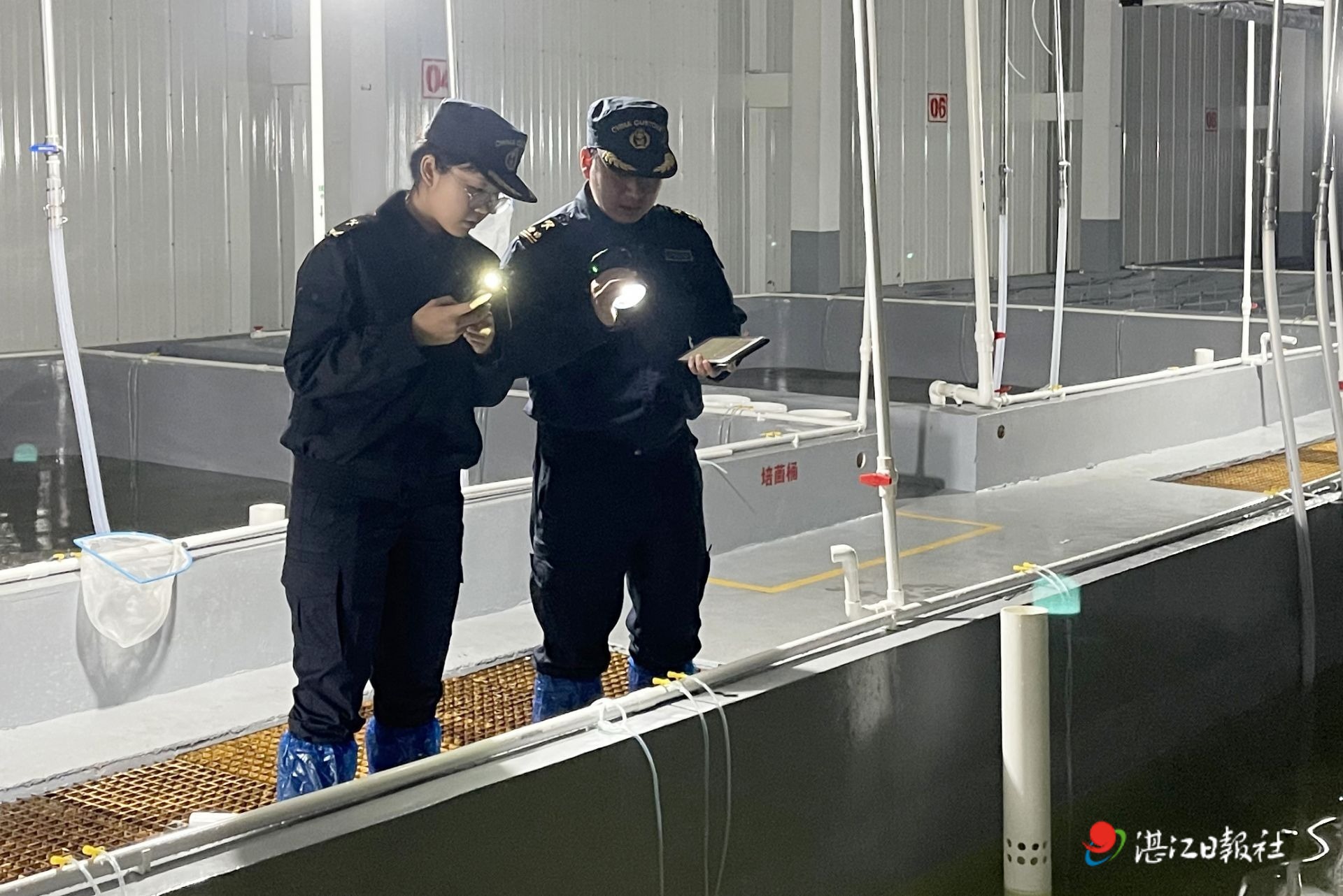 湛江海关全力保障亲虾安全顺畅引进