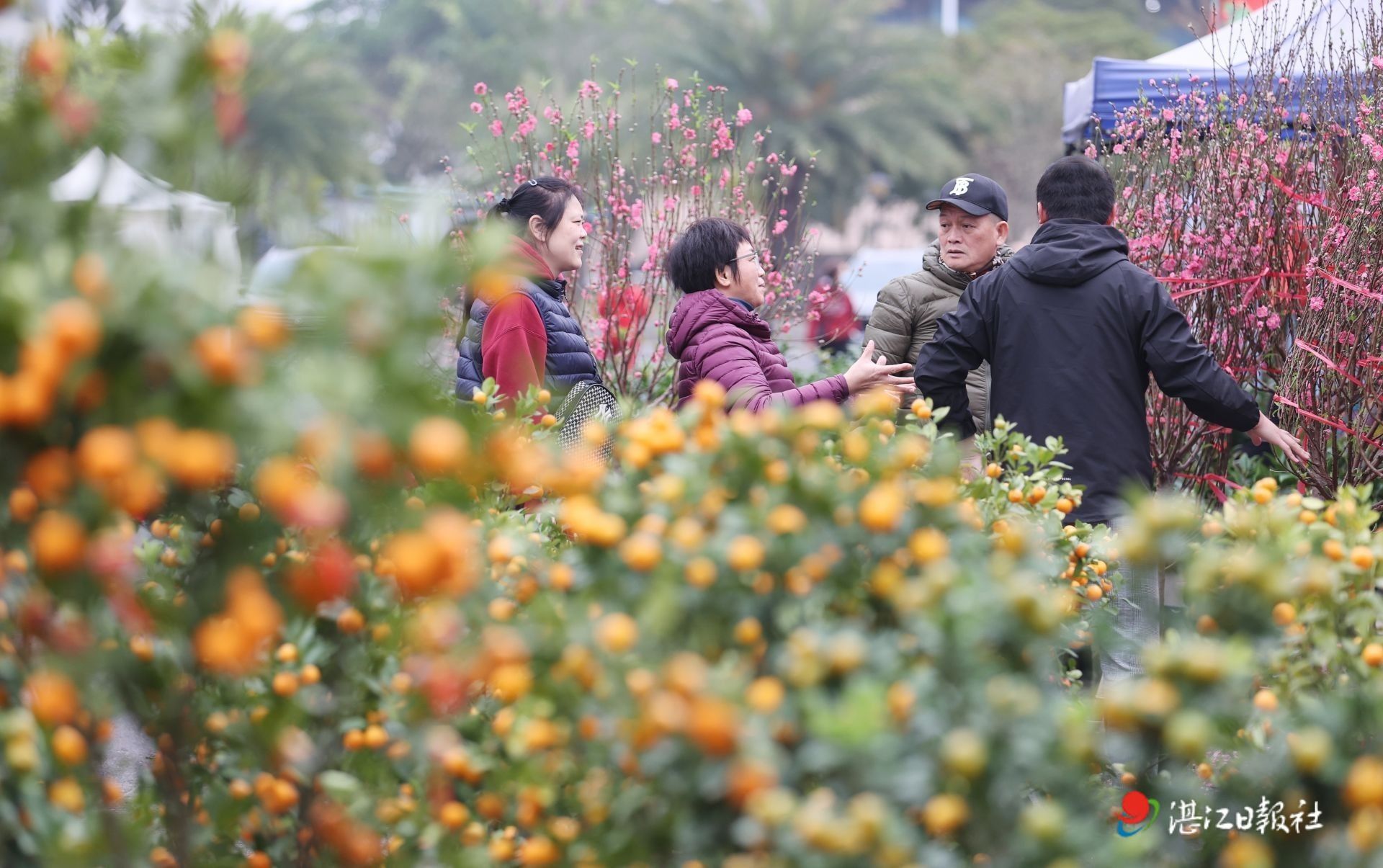 市民选购年花年桔