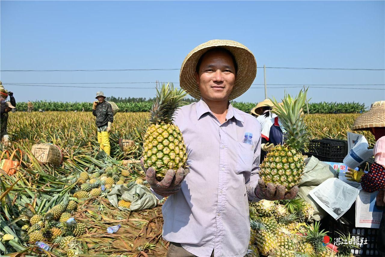 英利菠萝搭上“节日快车”远销京城