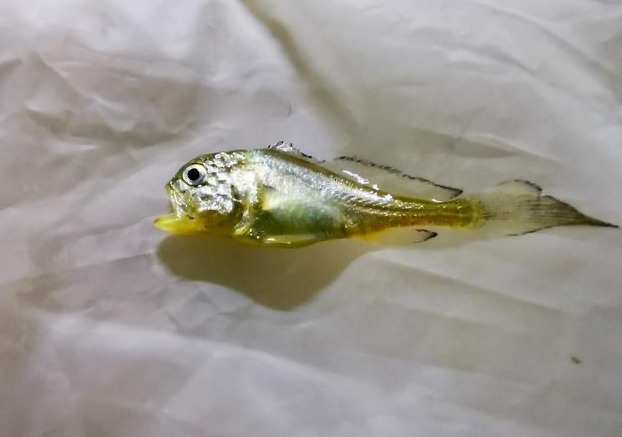 硇洲族大黄鱼实现规模化全人工繁育