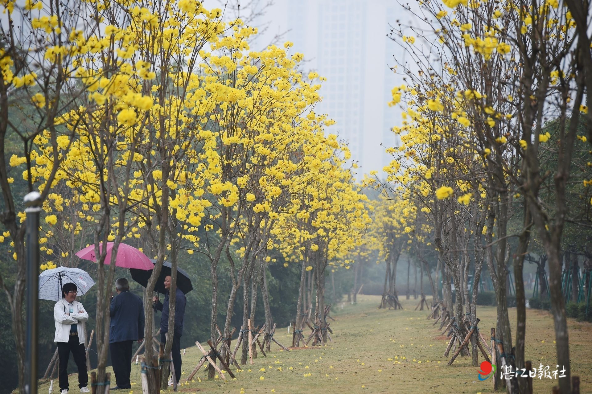 黄花风铃木盛开正当时