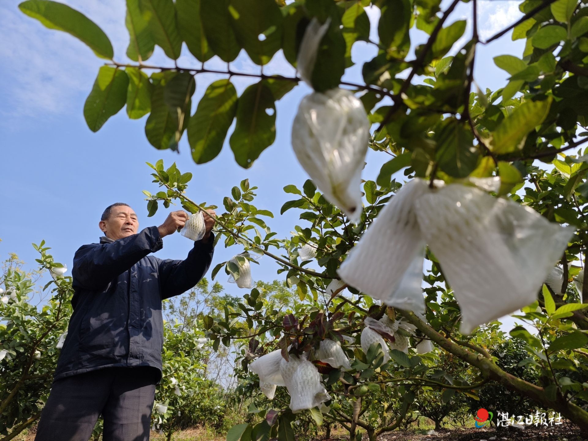 指导农业产业“防寒保暖”