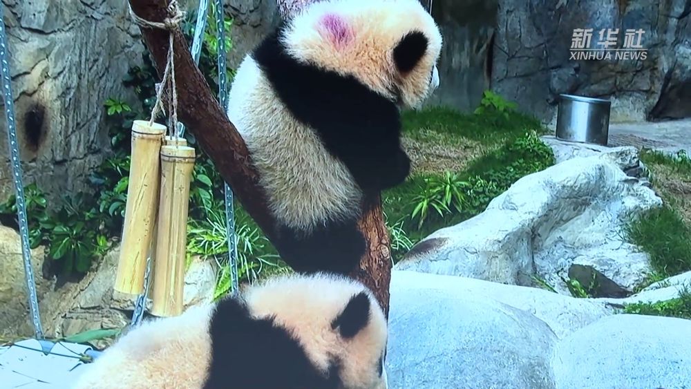 香港首对龙凤胎大熊猫宝宝16日将与公众见面
