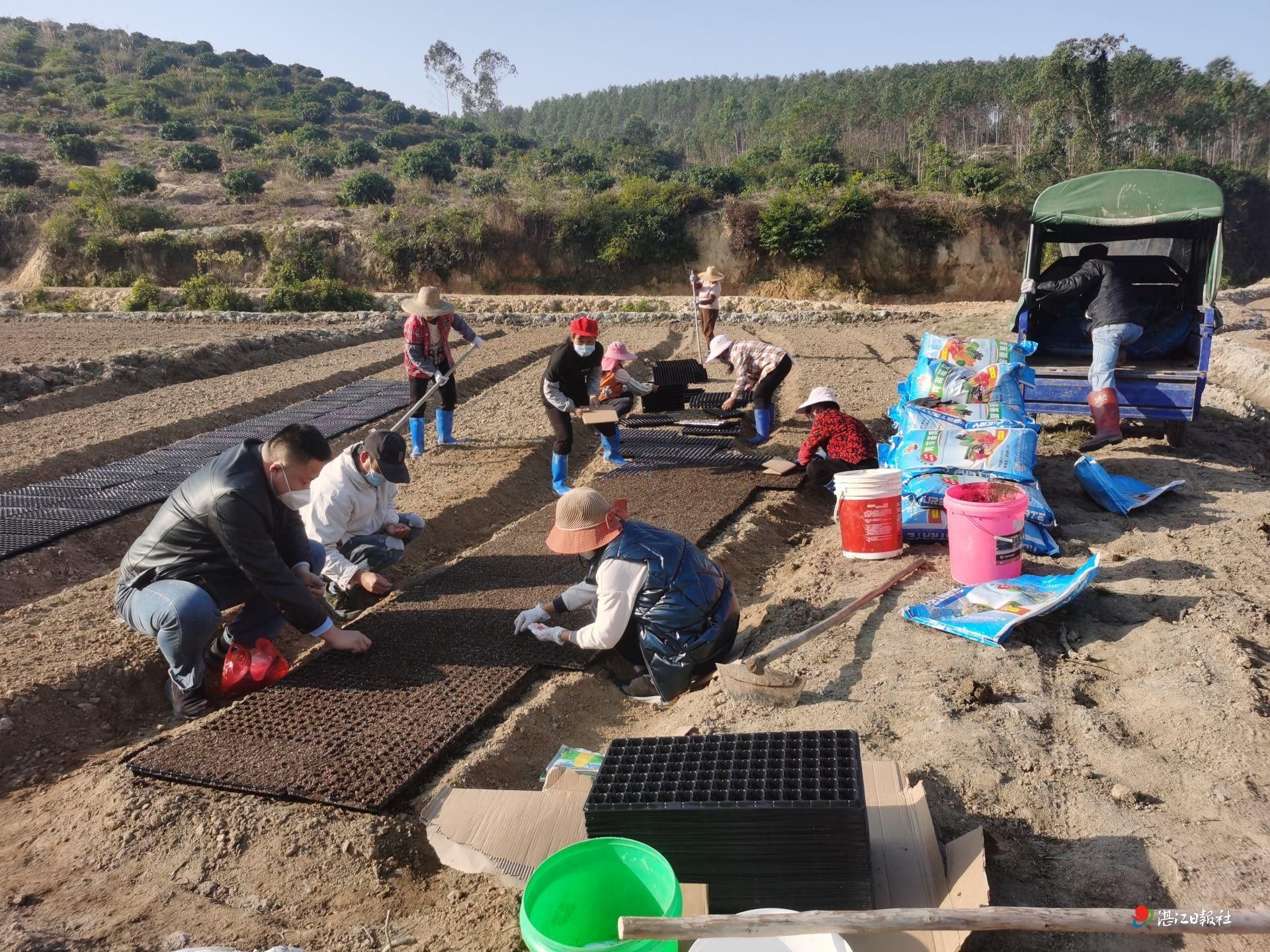 廉江市黄今种养专业合作社：两造一冬种 农田变了样