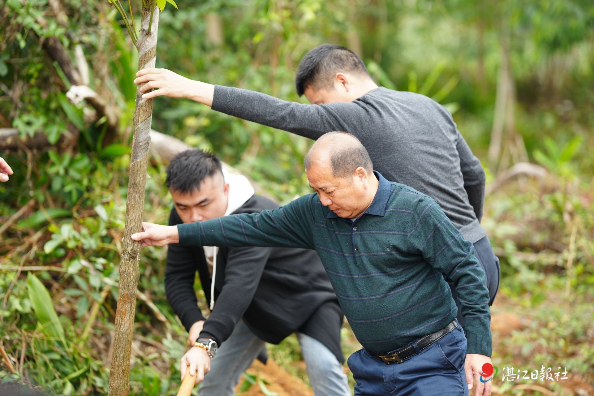 驻徐闻县下洋镇工作队携手多方力量，植树造林为乡村添新绿