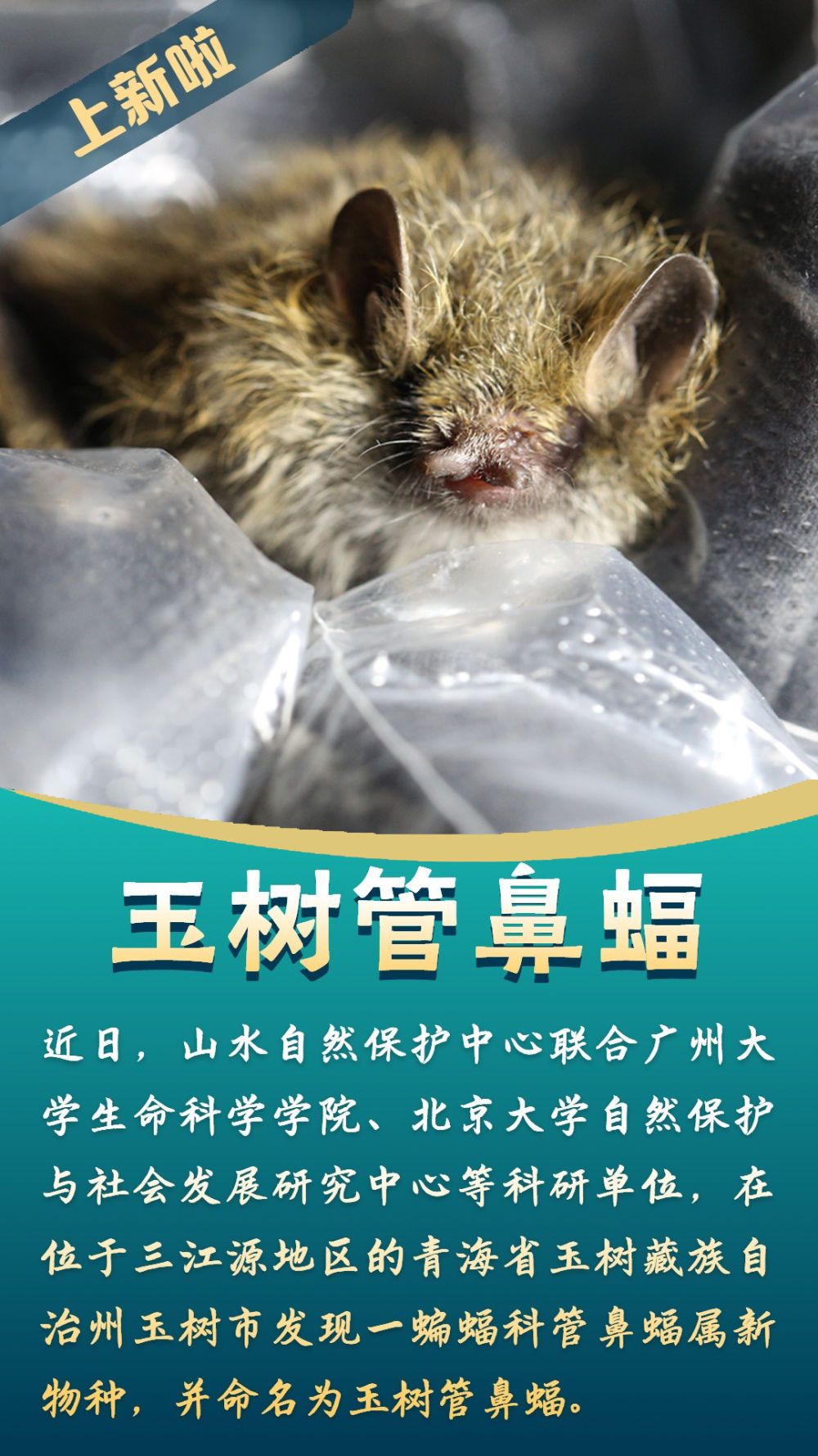 上新啦！三江源发现管鼻蝠新物种