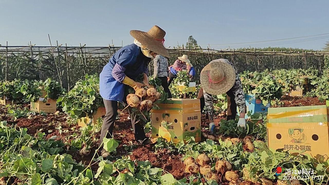 徐闻龙塘镇：葛薯大量上市