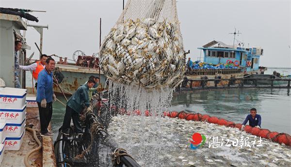 遂溪县草潭镇：“海洋牧场”捕捞忙 金鲳鱼喜丰收