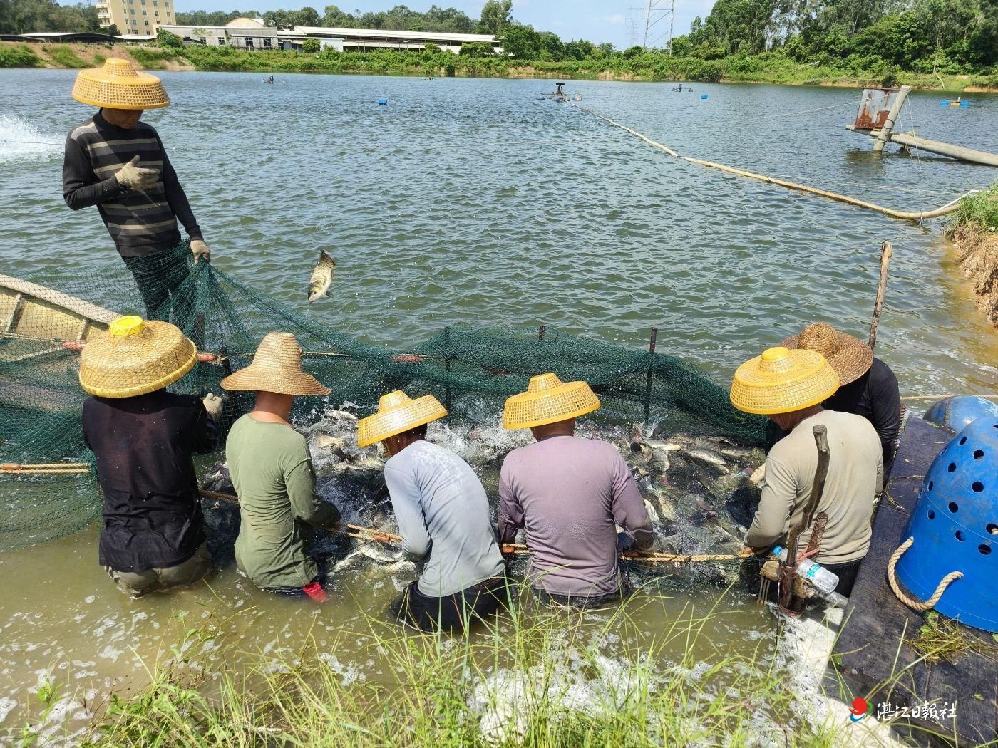 烈日之下捕鱼忙 罗非鱼喜获丰收