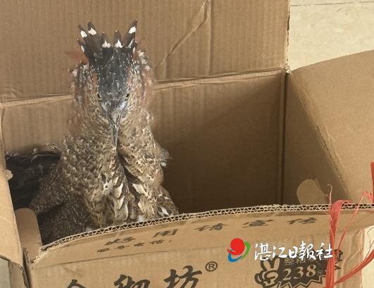 遂溪县洋青镇成功救助国家二级保护动物黑冠麻鹭