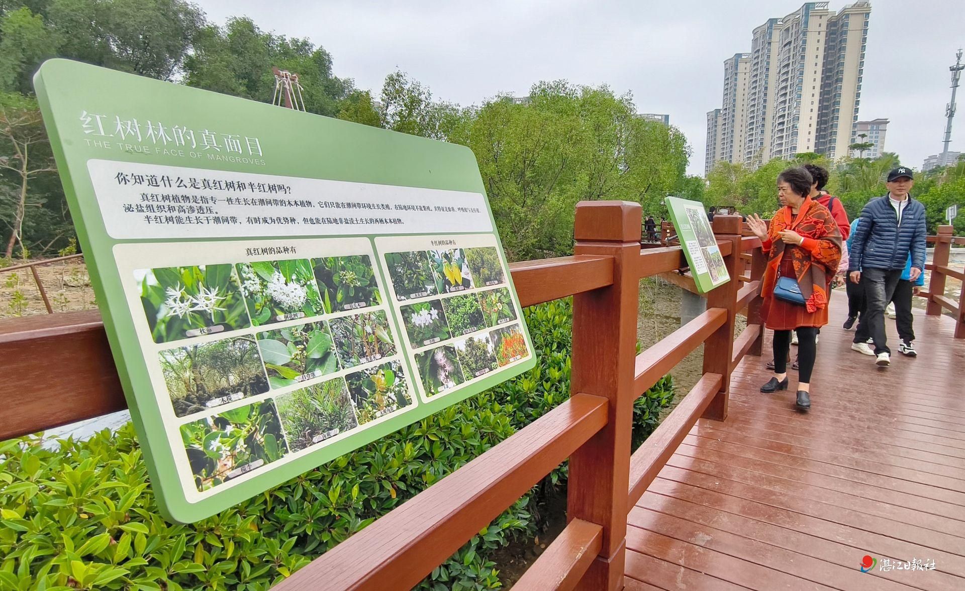 金沙湾红树林科普基地成网红打卡点