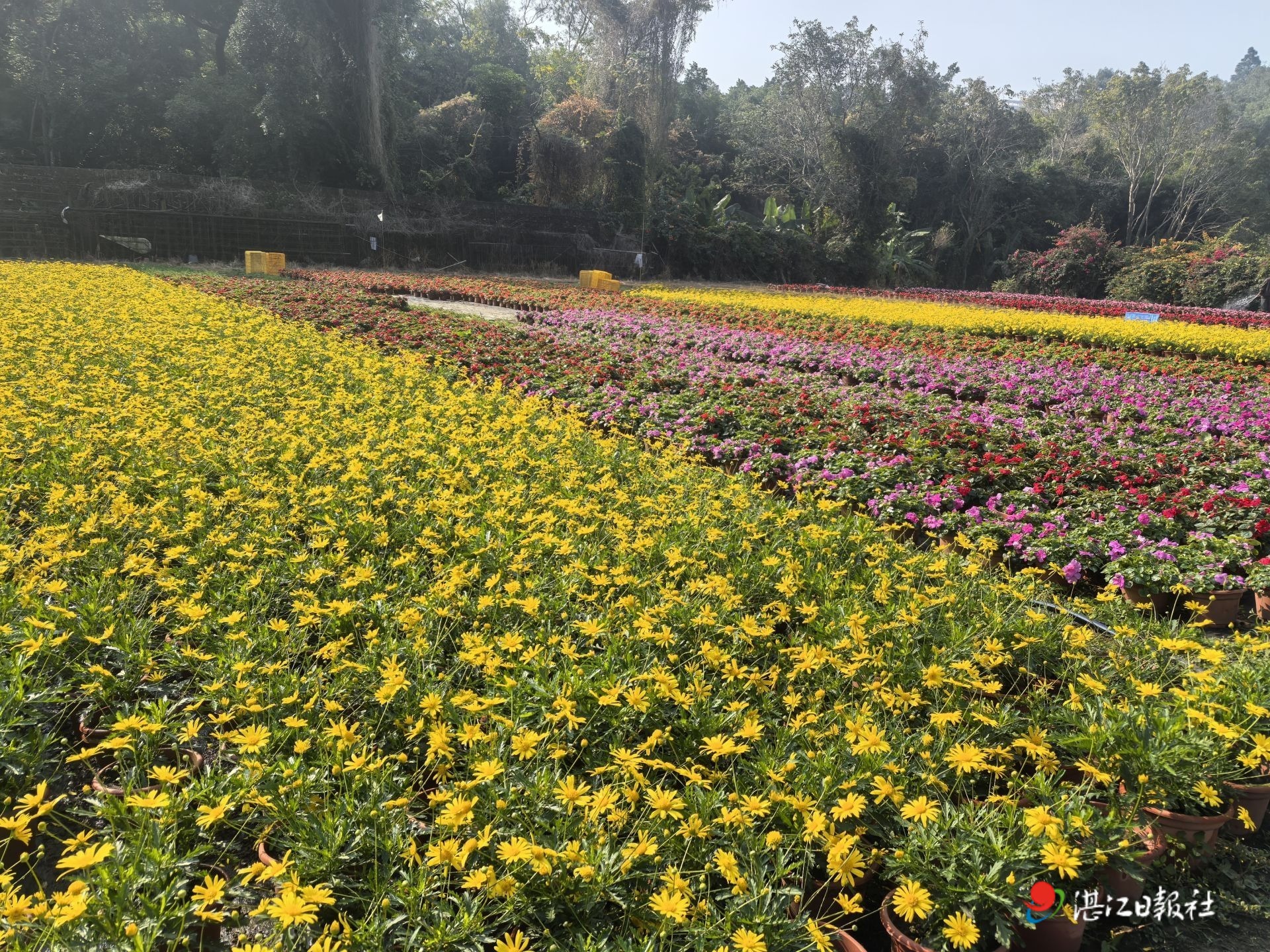 寸金桥公园管理处：精心培育时花，推动园林资源循环利用