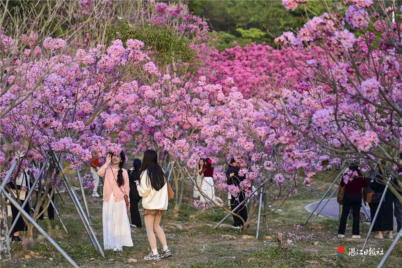 廉江塘山岭：紫花风铃绽放 共赏烂漫春光