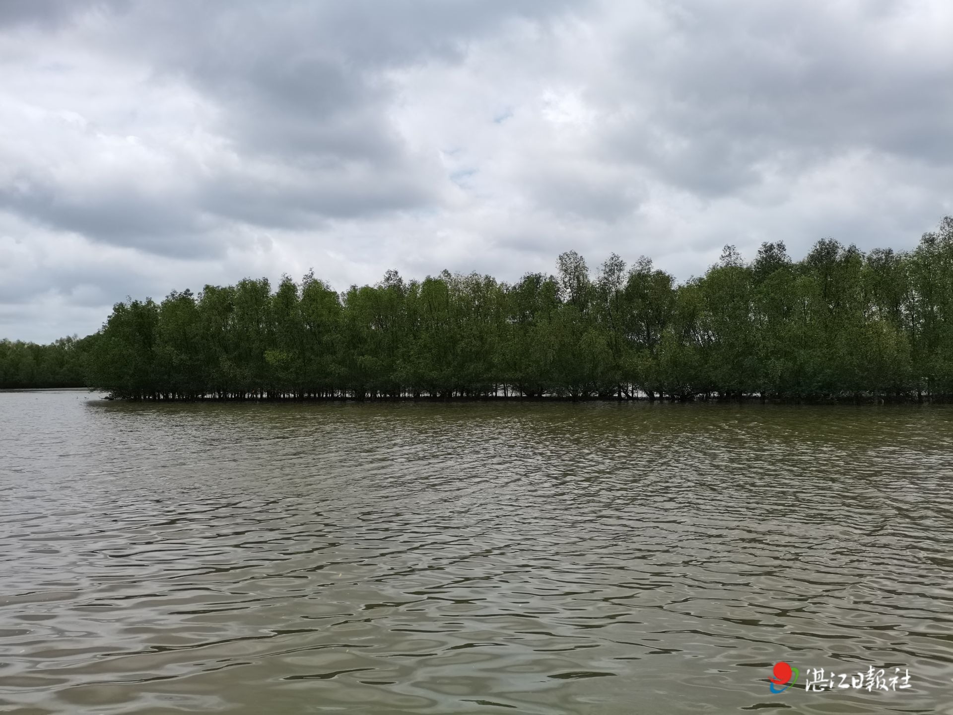 徐闻：万亩级红树林示范区绿意葱茏