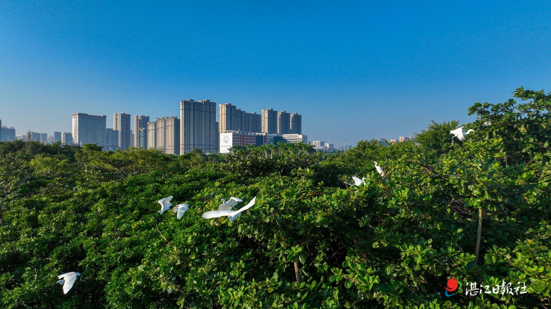 蓝天碧海 白鹭临城