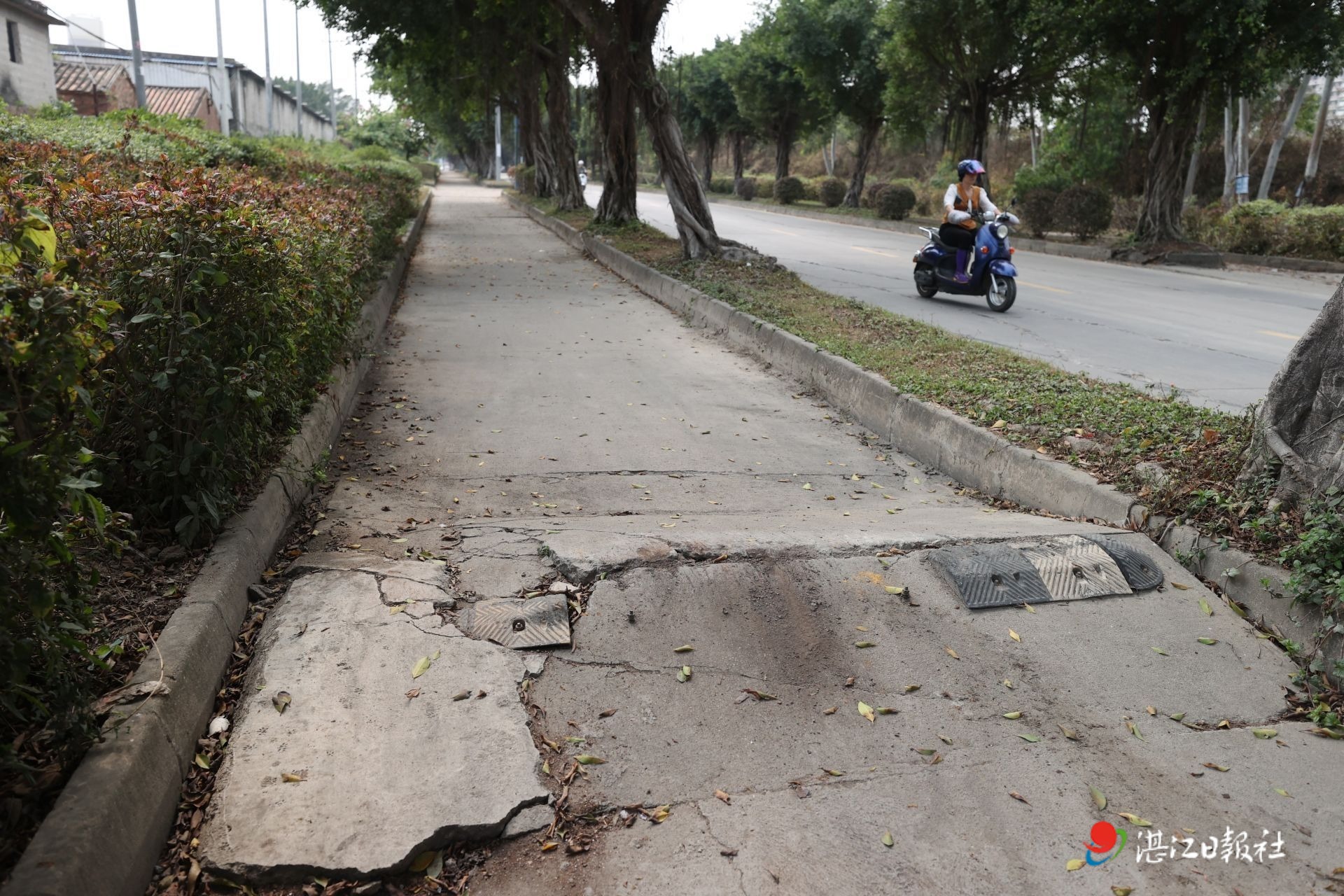 直击霞山区百蓬路问题：政府着手路灯抢修、榕树迁移规划、积水治理