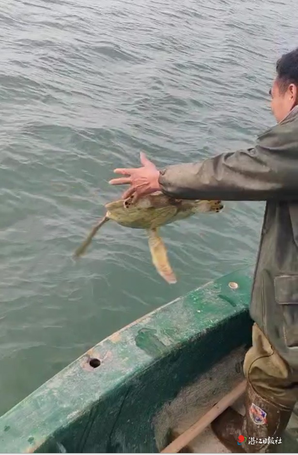 绿海龟又现乌石海