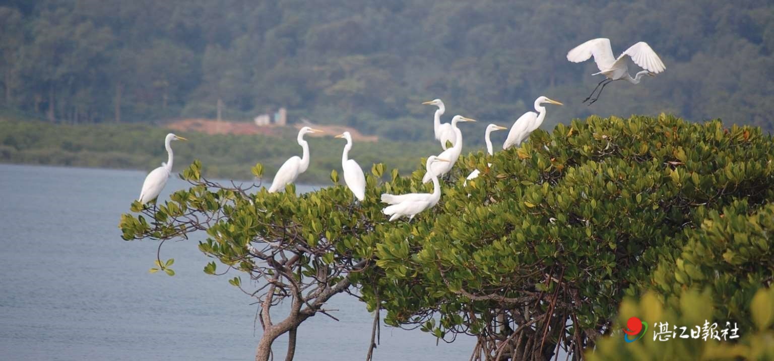 万鹭翔集徐闻大汉三墩红树林湿地