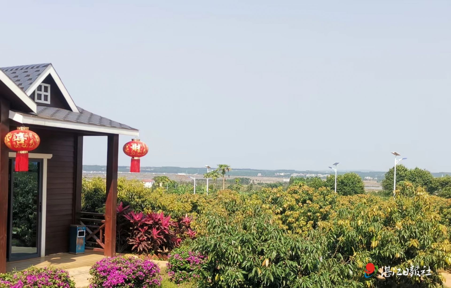 徐闻迈陈镇：构建荔枝产业集群   绘就美“荔”画卷